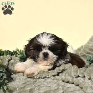 Bella, Shih Tzu Puppy